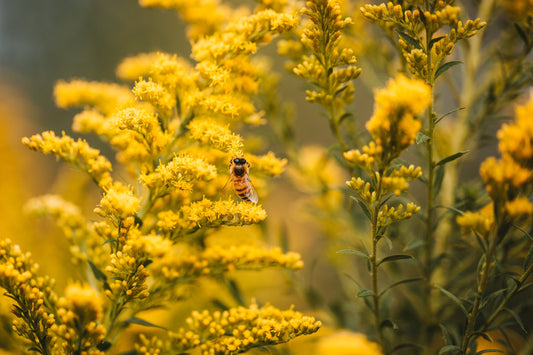 How to Choose the Best Honey Bee Jewellery for Nature Lovers